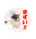坂本ファミリーの猫たち（個別スタンプ：24）