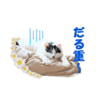 坂本ファミリーの猫たち（個別スタンプ：25）