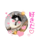 坂本ファミリーの猫たち（個別スタンプ：27）