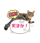 坂本ファミリーの猫たち（個別スタンプ：28）