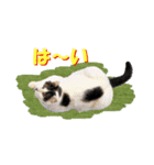 坂本ファミリーの猫たち（個別スタンプ：30）