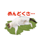 坂本ファミリーの猫たち（個別スタンプ：32）
