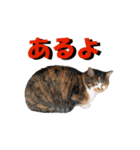 坂本ファミリーの猫たち（個別スタンプ：33）