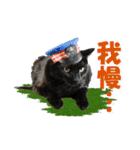 坂本ファミリーの猫たち（個別スタンプ：34）