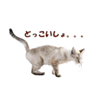 坂本ファミリーの猫たち（個別スタンプ：35）