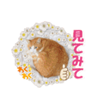 坂本ファミリーの猫たち（個別スタンプ：36）