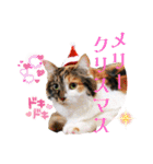 坂本ファミリーの猫たち（個別スタンプ：40）