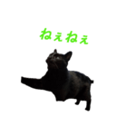 黒猫たんのスタンプ（個別スタンプ：1）