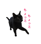 黒猫たんのスタンプ（個別スタンプ：3）