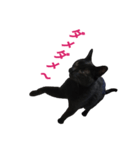 黒猫たんのスタンプ（個別スタンプ：5）