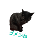 黒猫たんのスタンプ（個別スタンプ：7）