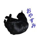 黒猫たんのスタンプ（個別スタンプ：8）