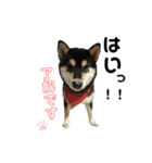 柴犬と白いふわふわ。（個別スタンプ：1）