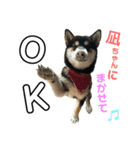 柴犬と白いふわふわ。（個別スタンプ：2）