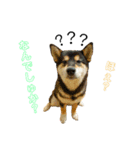 柴犬と白いふわふわ。（個別スタンプ：3）