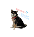 柴犬と白いふわふわ。（個別スタンプ：4）