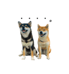 柴犬と白いふわふわ。（個別スタンプ：5）