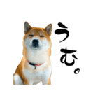 柴犬と白いふわふわ。（個別スタンプ：6）