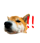 柴犬と白いふわふわ。（個別スタンプ：7）