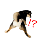 柴犬と白いふわふわ。（個別スタンプ：8）