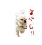 柴犬と白いふわふわ。（個別スタンプ：9）