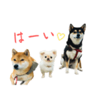 柴犬と白いふわふわ。（個別スタンプ：10）