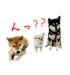 柴犬と白いふわふわ。（個別スタンプ：11）