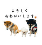 柴犬と白いふわふわ。（個別スタンプ：12）