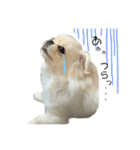 柴犬と白いふわふわ。（個別スタンプ：13）