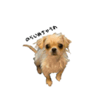 柴犬と白いふわふわ。（個別スタンプ：14）