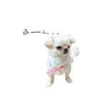 柴犬と白いふわふわ。（個別スタンプ：15）