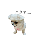 柴犬と白いふわふわ。（個別スタンプ：16）