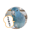 マメルリハのリル17（個別スタンプ：2）