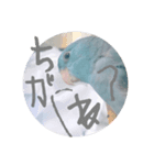 マメルリハのリル17（個別スタンプ：5）