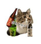 酒飲みねこ（個別スタンプ：1）
