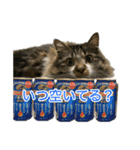 酒飲みねこ（個別スタンプ：3）