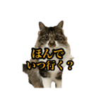 酒飲みねこ（個別スタンプ：4）