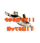 酒飲みねこ（個別スタンプ：5）
