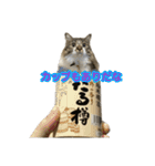 酒飲みねこ（個別スタンプ：7）