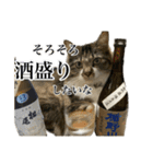 酒飲みねこ（個別スタンプ：12）