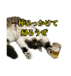 酒飲みねこ（個別スタンプ：13）