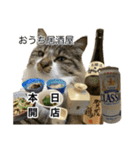 酒飲みねこ（個別スタンプ：14）