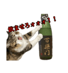 酒飲みねこ（個別スタンプ：18）