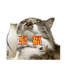 酒飲みねこ（個別スタンプ：20）