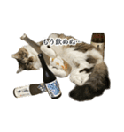 酒飲みねこ（個別スタンプ：21）