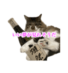 酒飲みねこ（個別スタンプ：22）