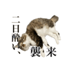酒飲みねこ（個別スタンプ：24）