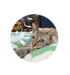 うちのねこ スタンプ2 -KAI-海（個別スタンプ：1）