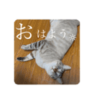 うちのねこ スタンプ2 -KAI-海（個別スタンプ：2）