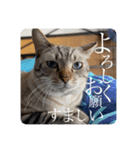 うちのねこ スタンプ2 -KAI-海（個別スタンプ：6）